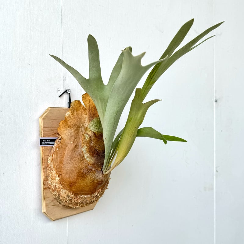 ビカクシダ P.Nukul oc pup 【公式通販】