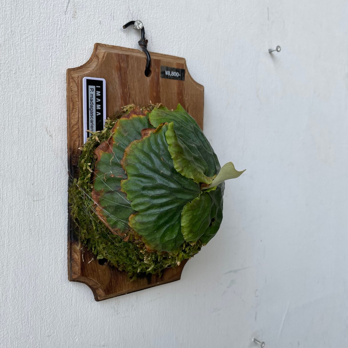 madagascariense(oc) 流木付　ビカクシダ madagascariense(oc) 流木付 ビカクシダ