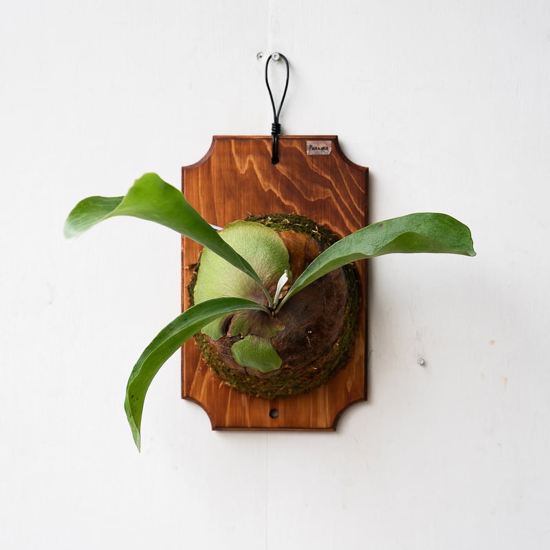 P.Hillii Panama ビカクシダ壁掛け観葉植物
