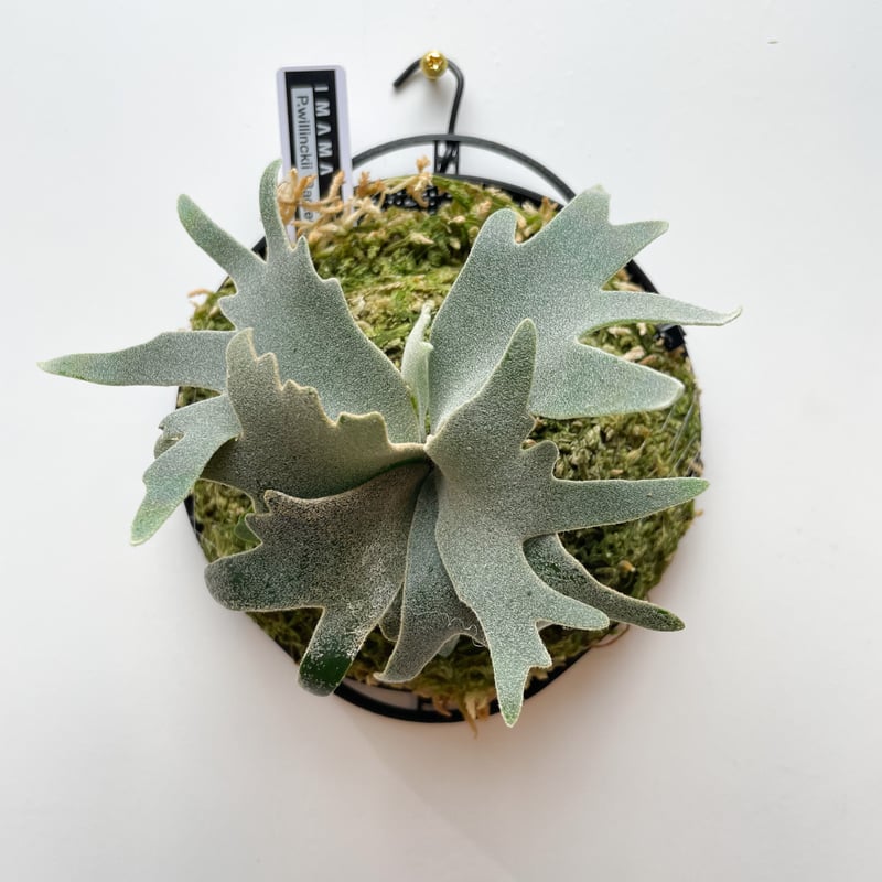 P.willinckii 'Bacteria' sporeling ビカクシダ - daterightstuff.com