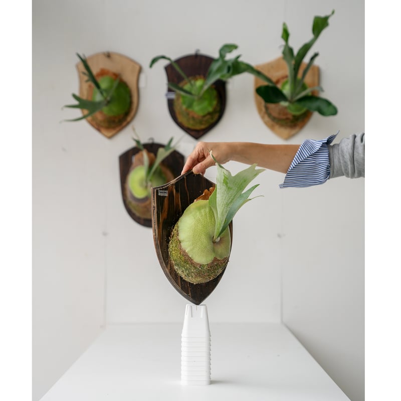 板付 観葉植物 超人気品種の安定株♫〖ビカクシダ・マウントキッ 板付 観葉植物 超人気品種の安定株♫〖ビカクシダ・マウントキッ