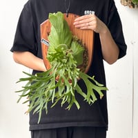 【2026.5/26〜】板付ビカクシダ　 P. Kitshakoodiense 'Thin'
