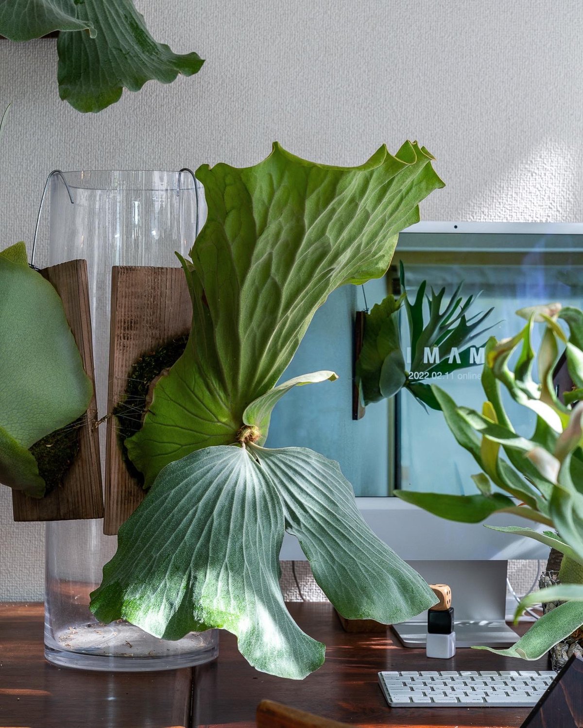 ビカクシダ問い合わせ用 ビカクシダ問い合わせ用 彩りを贈る】ギフト用おまかせ板付ビカクシダ