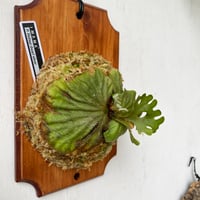 ビカクシダmr.suddan×hillii pumira kewgarden P.hillii pumila Kew Garden × P.willinckii Bogor Mr.Suddan