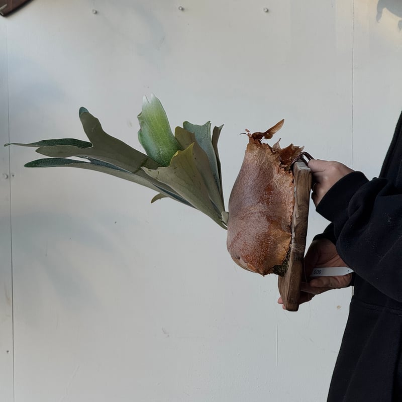 2026.5/5〜】板付ビカクシダ P. veitchii 'Suddan' sporeli