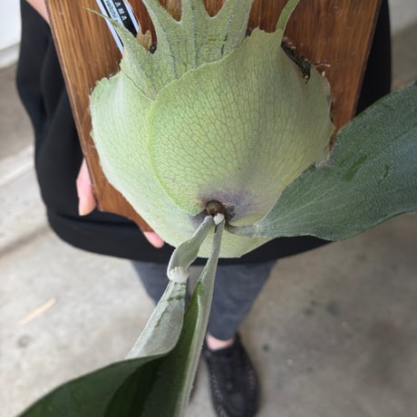 【2026.5/10〜】板付ビカクシダ　P. veitchii × P. bifurcatum