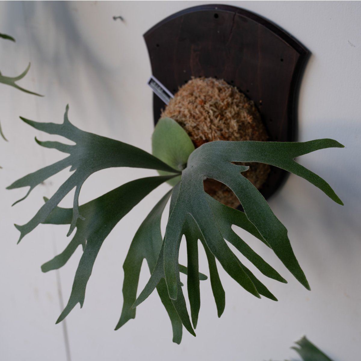 2025.6/16〜】板付ビカクシダ P. Ginka × P. willinckii c