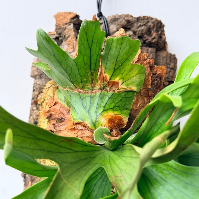 2026.7/2〜】コルク付ビカクシダ P. coronarium 'Dragon tree