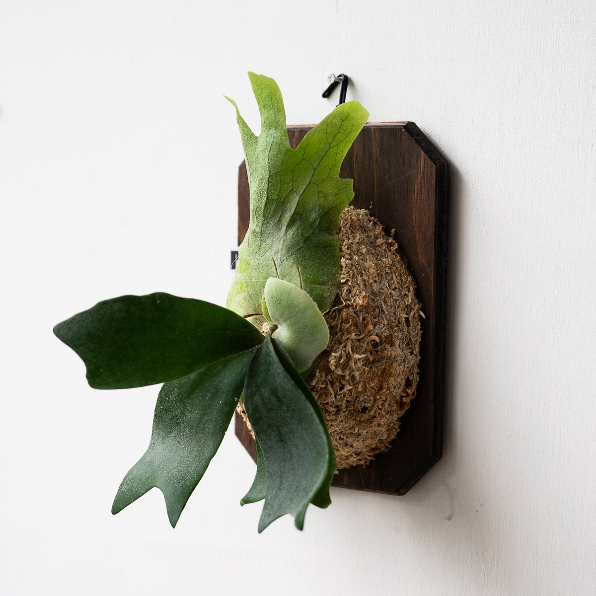 ビカクシダ　コウモリラン　板付　202401280001 ビカクシダ コウモリラン 板付 202401280001 ビカクシダ（コウモリラン