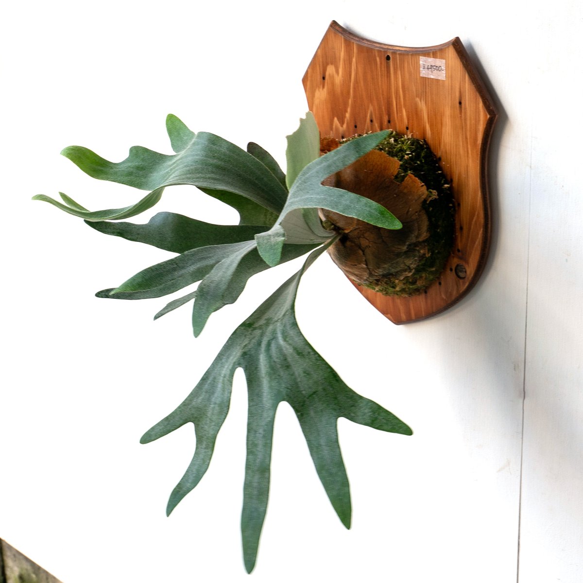 2025.8/2〜】板付ビカクシダ P. Bambi（pup） | IMAMA