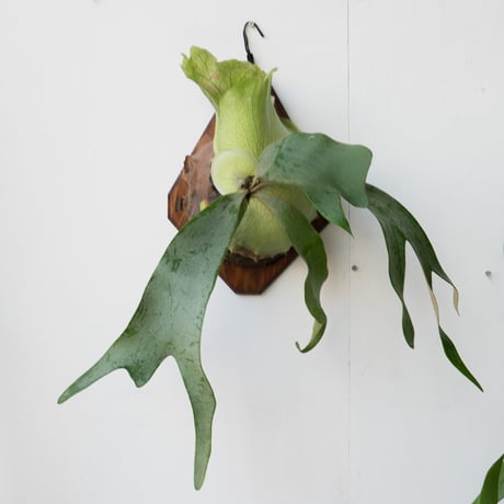 ビカクシダ　P.willinckii 'Sawangensis' 親株 P.willinckii 'Queen Sawangan' (mutasi01) 最近名前がつい