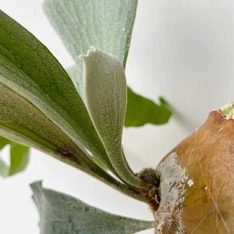 【2025.5/30〜】板付ビカクシダ　 P. Foong siqi sporeling 'Geisha'（TC）