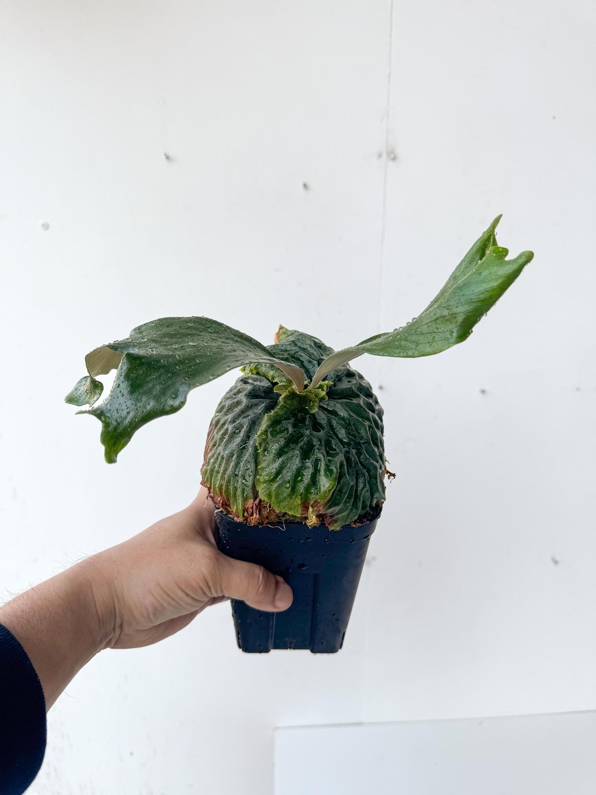 2025.5/13〜】ビカクシダ苗 P. madagascariense_4 | IMAMA