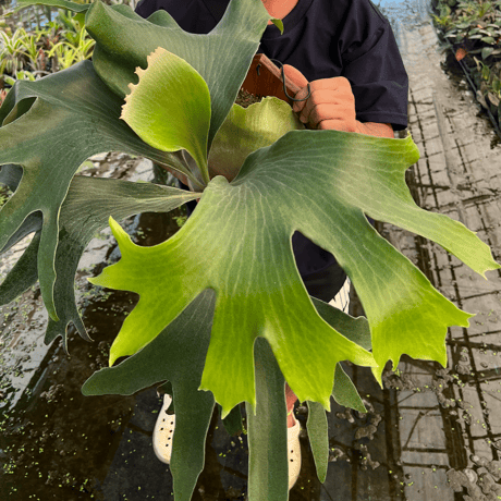 Hillii dwarf&curl 子株 OC pup 多分岐 Hillii dwarf&curl 子株 OC pup 多分岐 Hillii dwarf&curl 子株 OC pup