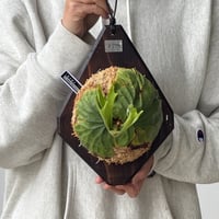 【2026.5/23〜】板付ビカクシダ　 P. ridleyi thin frond_1