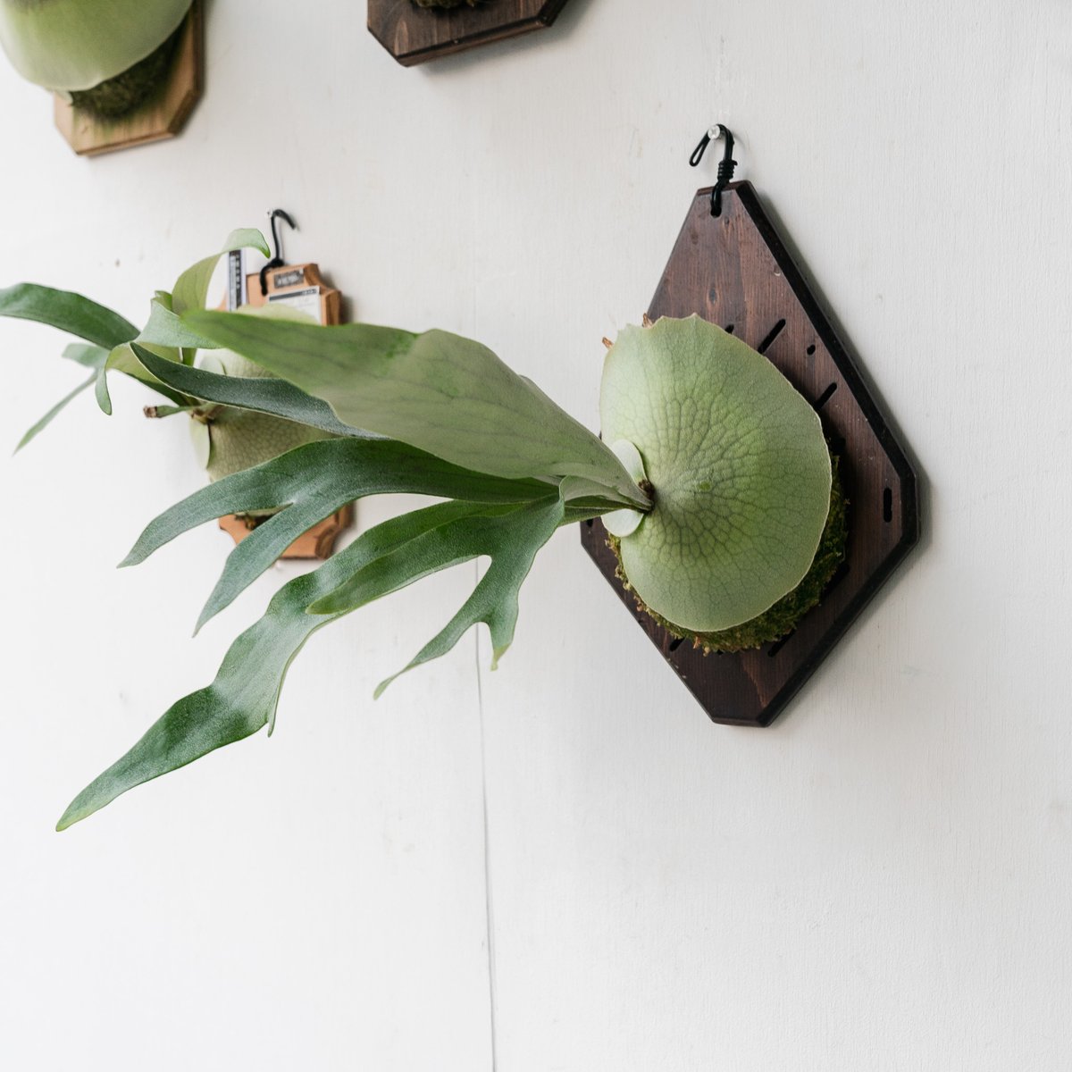 ビカクシダ Veitchii 板付け ビカクシダ Veitchii 板付け