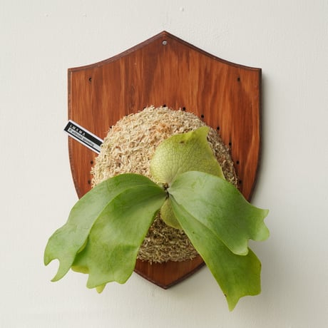 コウモリラン | STORES