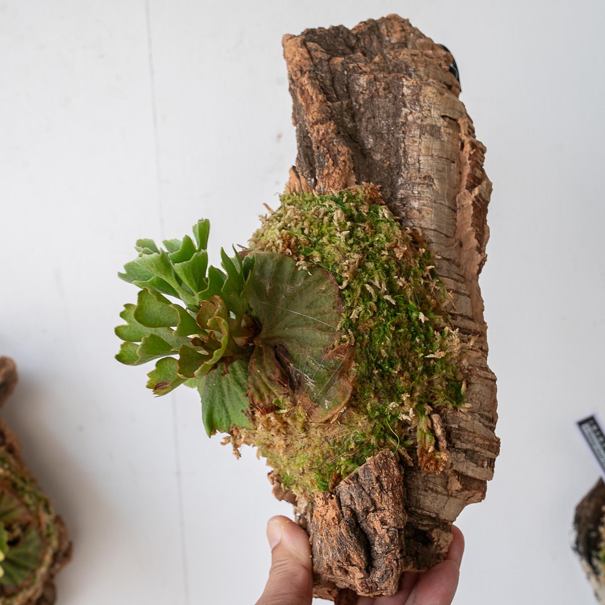 2025.7/7〜】板付ビカクシダ P. Ridleyi dwarf silver コルク0