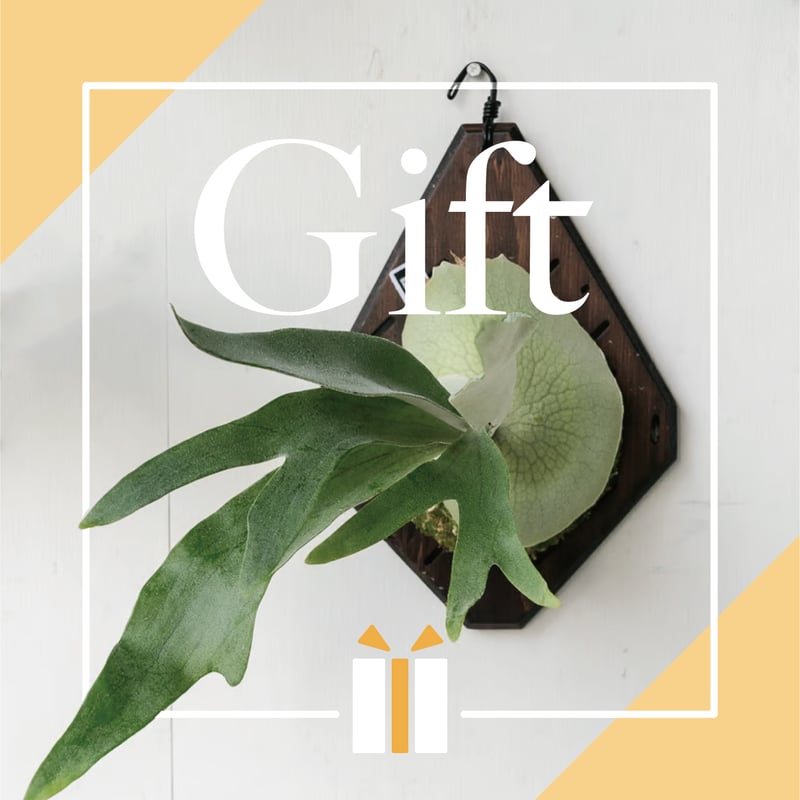 気軽に贈る】ギフト用おまかせ板付ビカクシダ | IMAMA