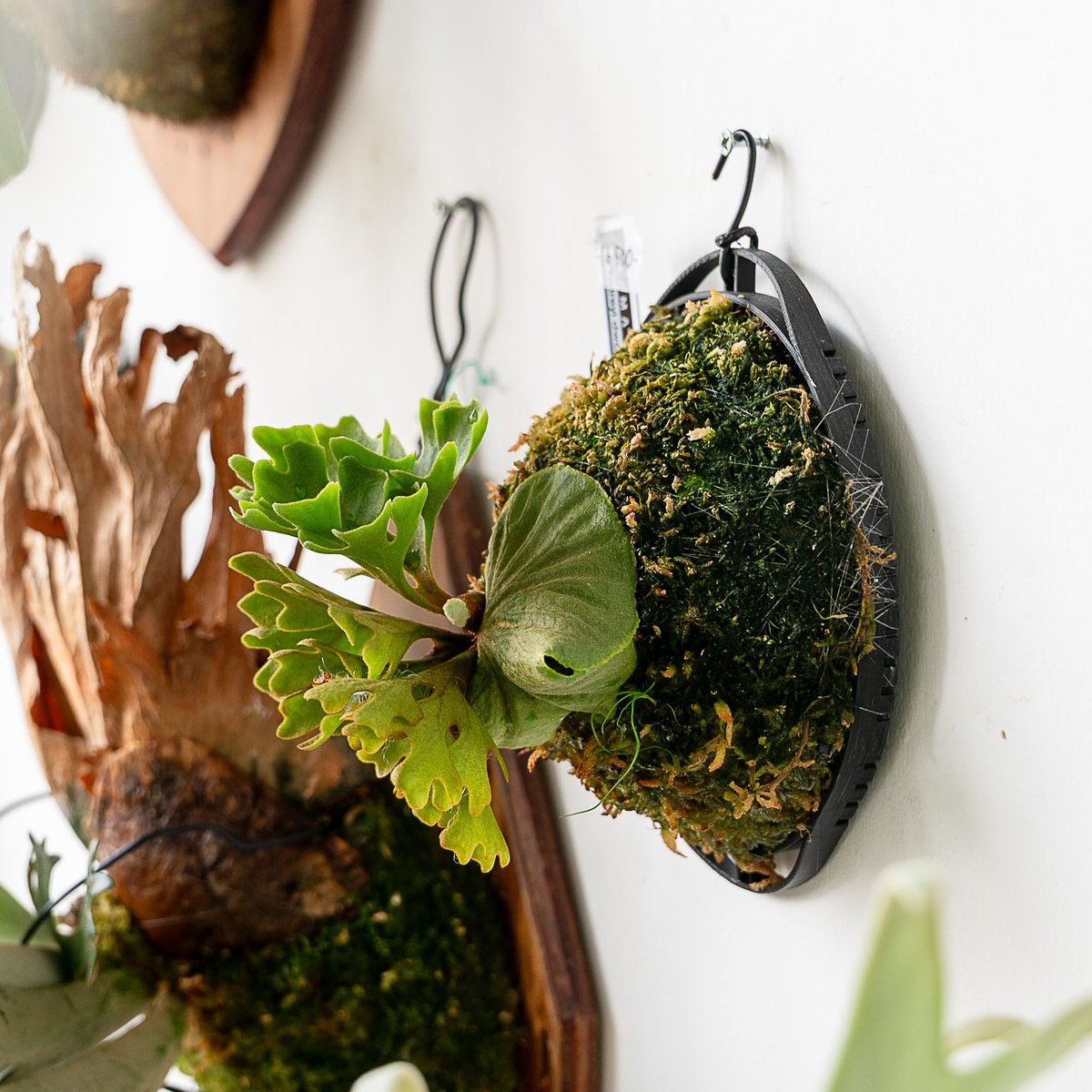 2025.7/6〜】板付ビカクシダ P. Ridleyi dwarf silver Z-H