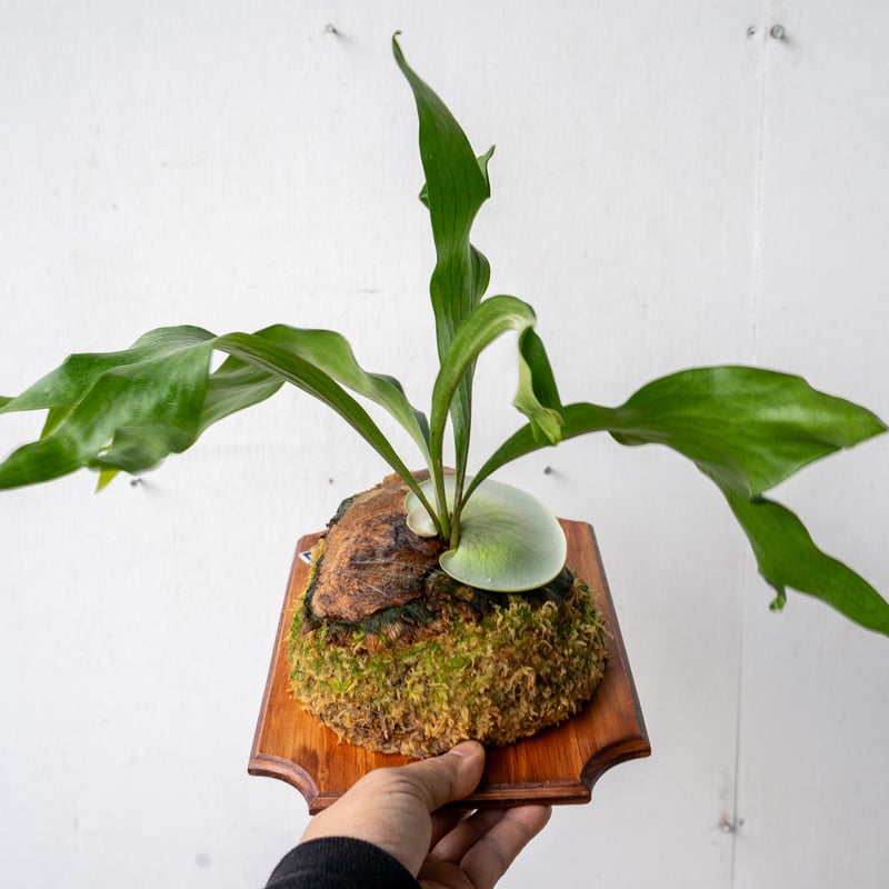 2025.11/4〜】板付ビカクシダ P. hillii 'Dragon Claw#2'