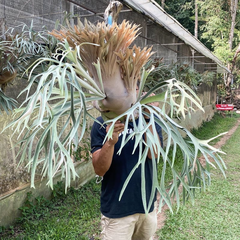 P.white monkey ビカクシダ