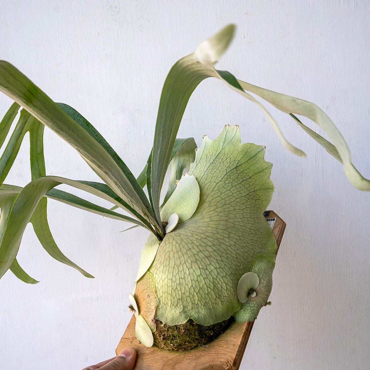 ビカクシダ P. Monkey North Dwarf? mutant. ビカクシダ P. Monkey