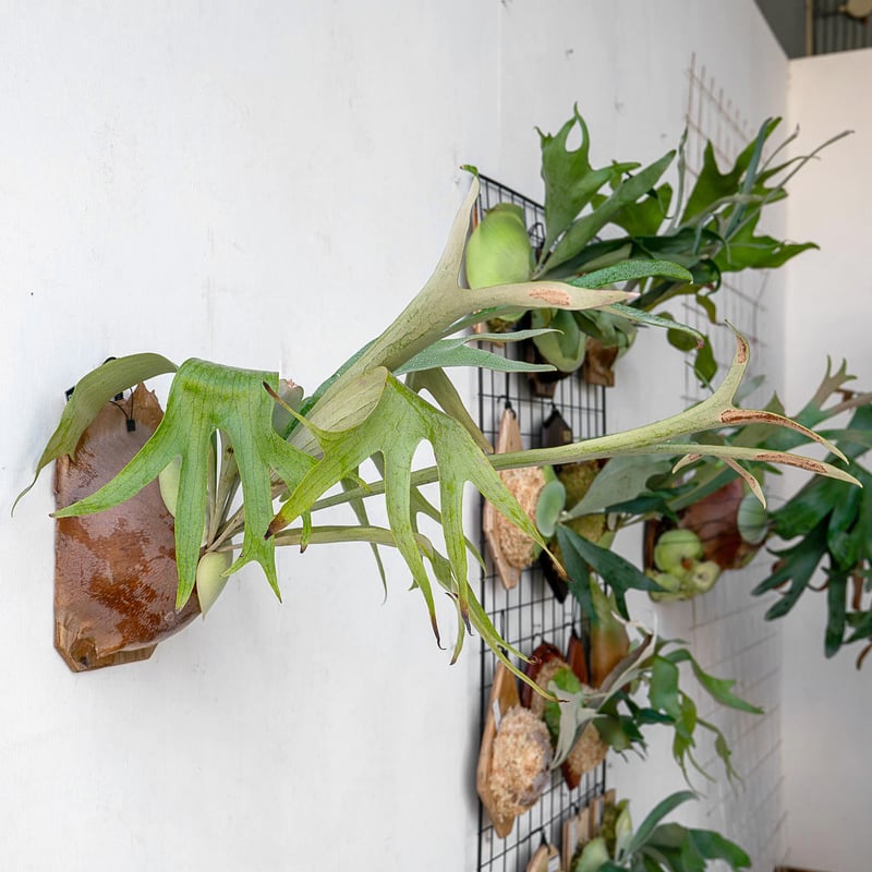 2025.11/12〜】板付ビカクシダ P. bifurcatum 'blue boy'