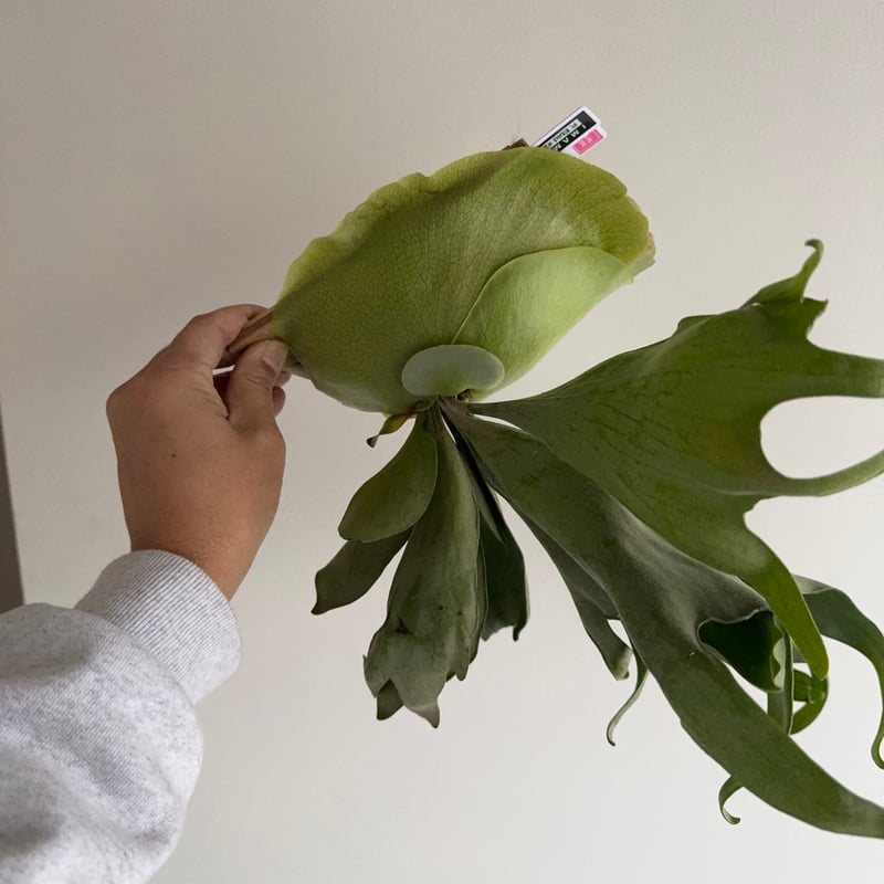 2025.12/14〜】板付ビカクシダ P. Ebid#2（TC） | IMAMA