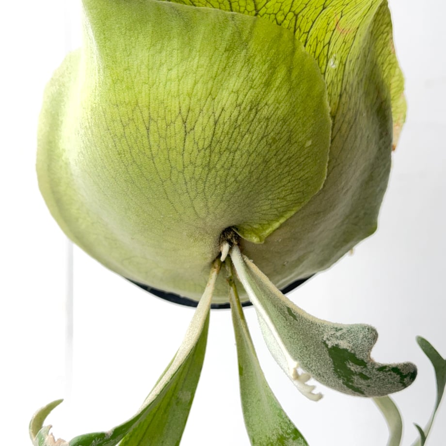 6a2163219797c7182dbf584d