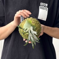 【2026.5/26〜】板付ビカクシダ　  P. wilinckii 'Bacteria' sporeling_2