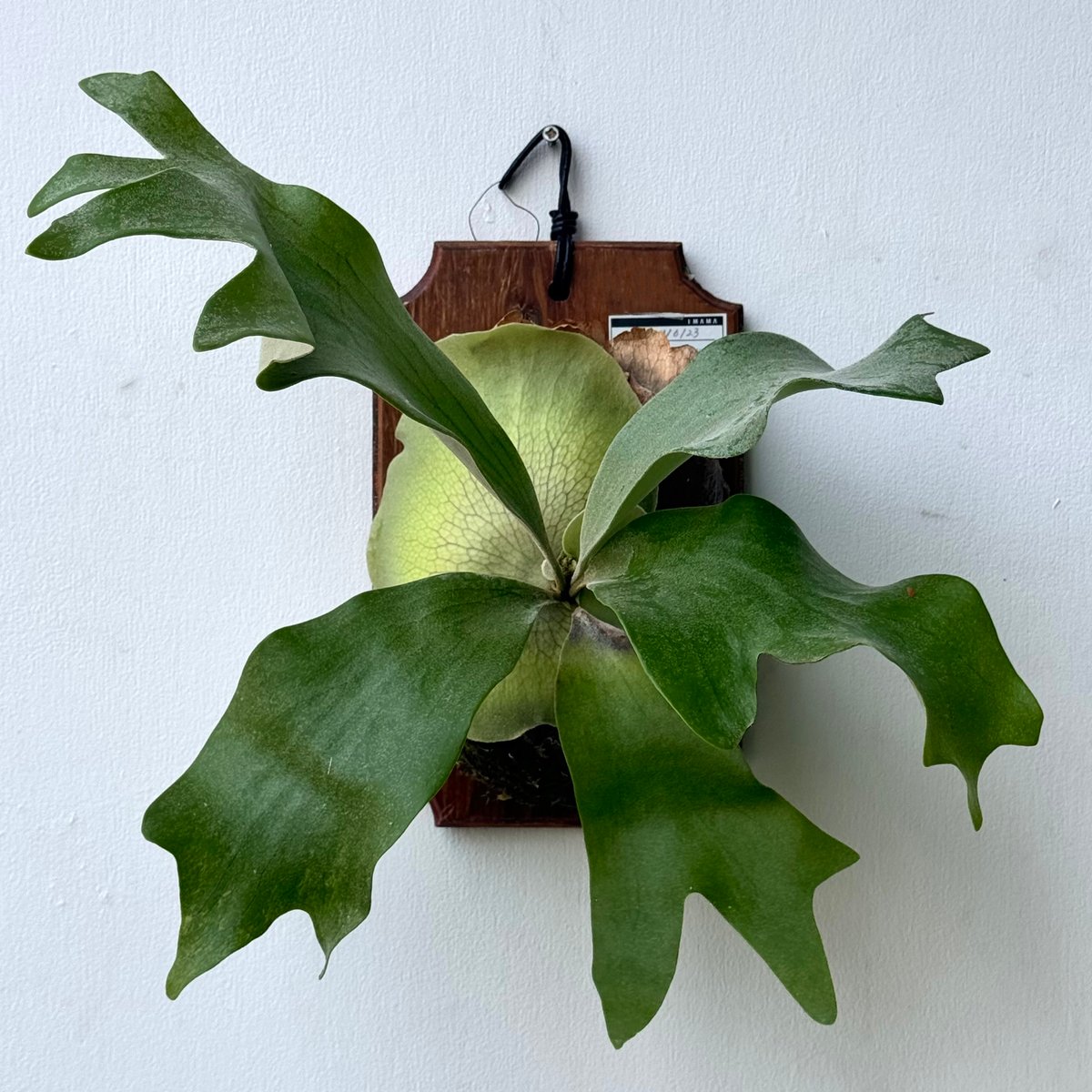 P. willinckii cv. Moana ビカクシダ P.Willinckii cv 月雲《TSUKUMO》 from @tianzhongchangxin ILF