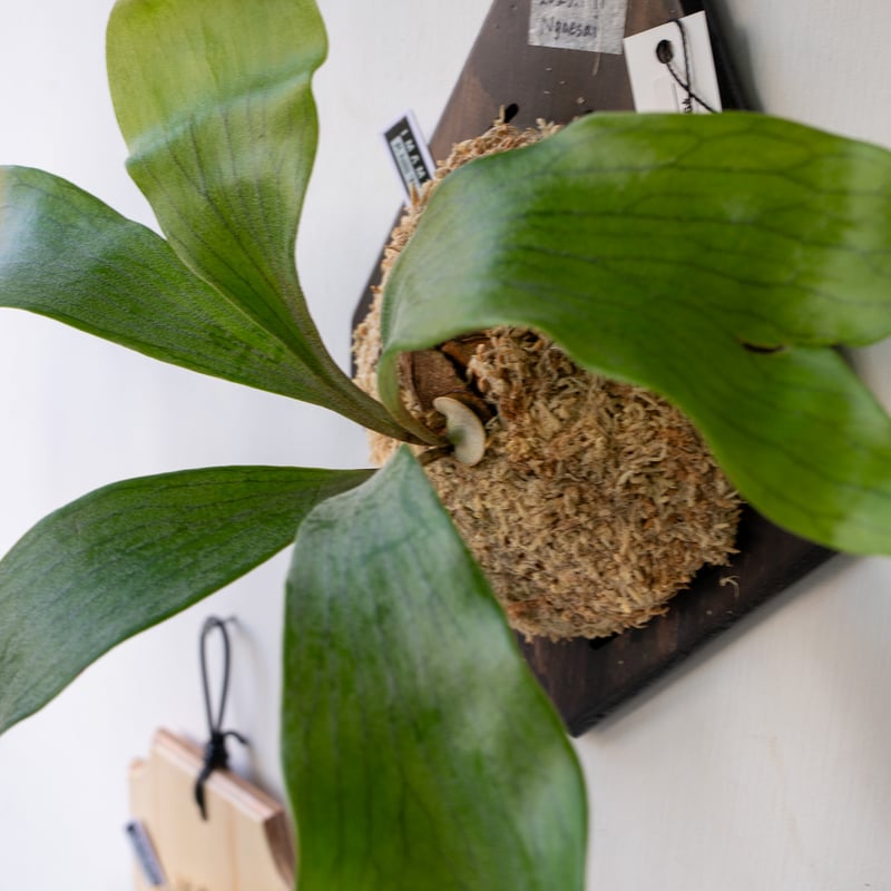 2025.9/1〜】板付ビカクシダ P. hillii 'Ngae sai'（pup） |