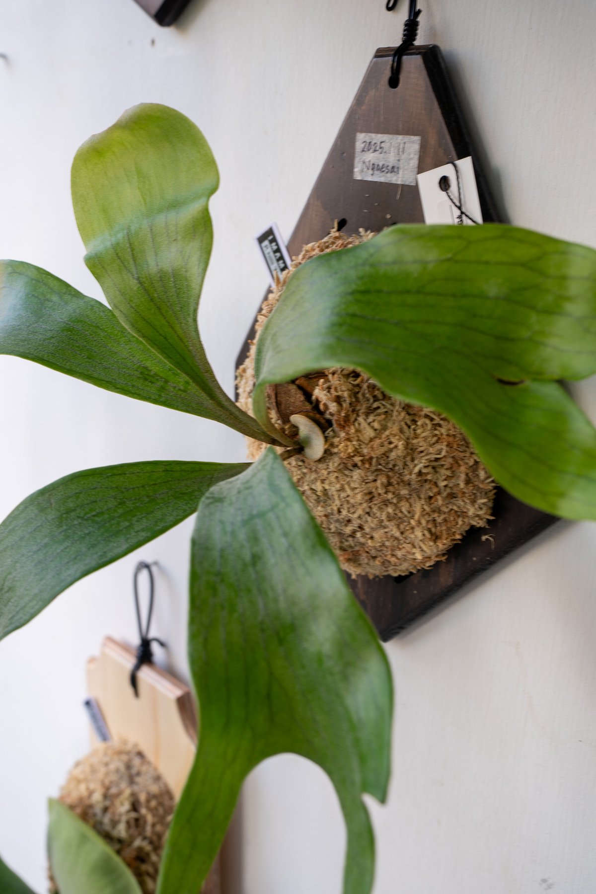 2025.9/1〜】板付ビカクシダ P. hillii 'Ngae sai'（pup） |