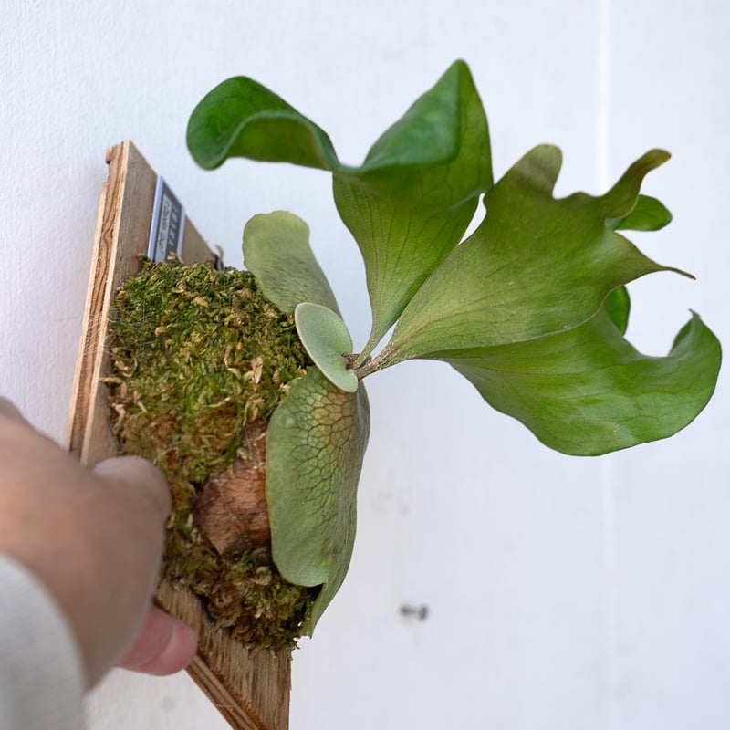 2025.11/12〜】板付ビカクシダ P. Dandin（pup） | IMAMA