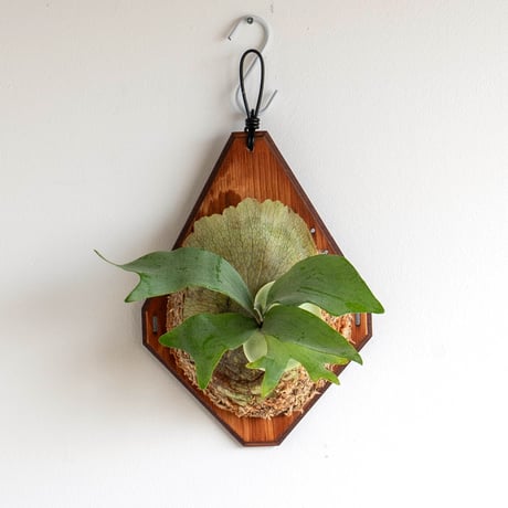 コウモリラン | STORES