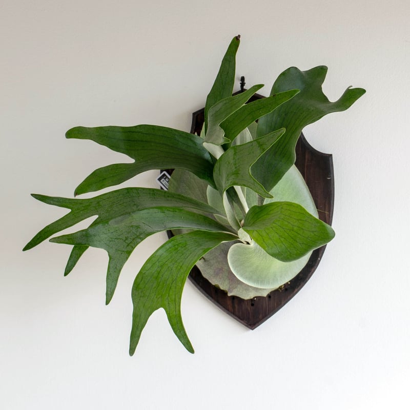 2025.12/17〜】板付ビカクシダ P. hillii 'Hula Hands Afr