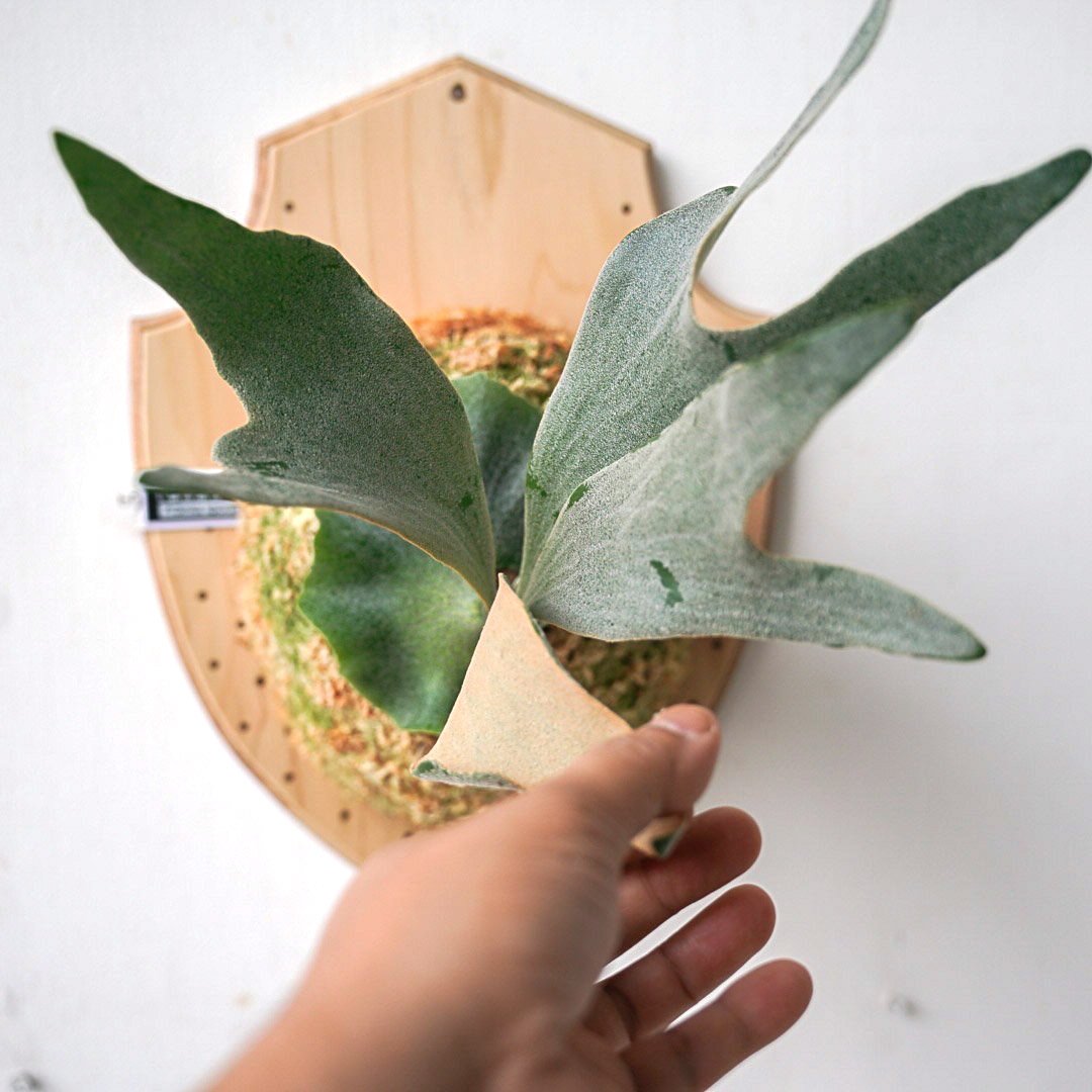 ※値下げしました※【P. Ginka （TC）】ビカクシダ 9】ビカクシダ P.'Ginka'(TC) 【公式通販】