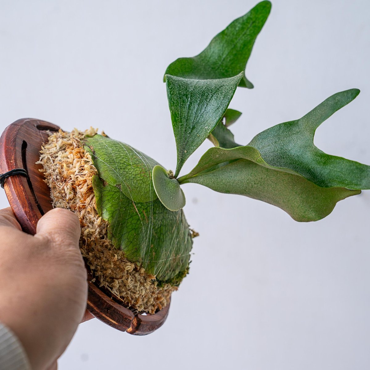 ビカクシダ問い合わせ用 2025.11/12〜】板付ビカクシダ P. FSQ 'White Windmill' （