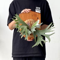 【2026.5/26〜】板付ビカクシダ　 P. veitchii × P. coronarium [TC]