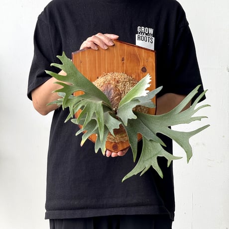 キッチャクード | STORES
