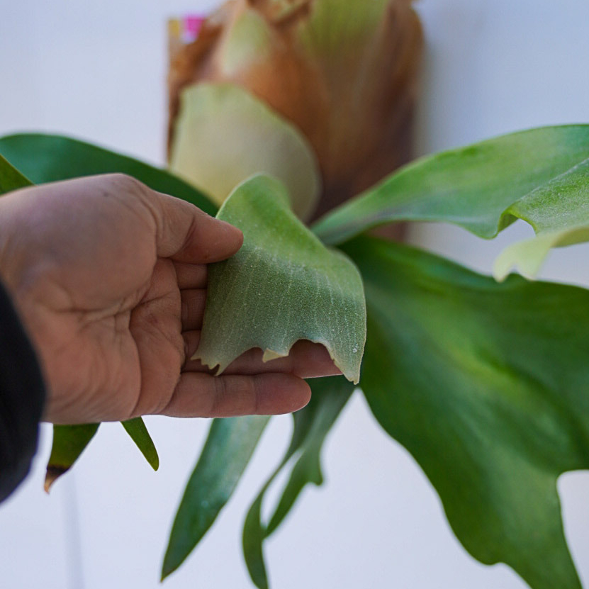 PIatyceriumヒリーCVヒツプス株分け品ビカクシダ観葉植物 PIatyceriumヒリーCVヒツプス株分け品ビカクシダ観葉植物