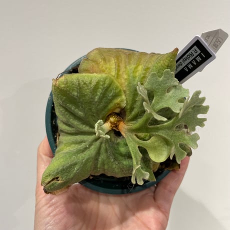 CATEGORY ドワーフ種 | IMAMA