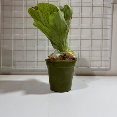 CATEGORY Platycerium（ビカクシダ/品種別） | IMAMA