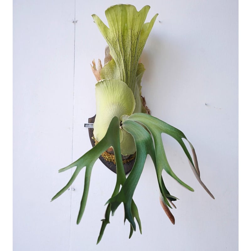 ビカクシダシダ GOKUU 子株 woot オリジナル ビカクシダシダ GOKUU 子株 woot オリジナル ビカクシダシダ GOKUU