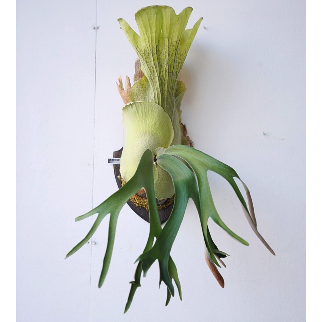 ビカクシダ　P.Nukul ビカクシダP.Nukul