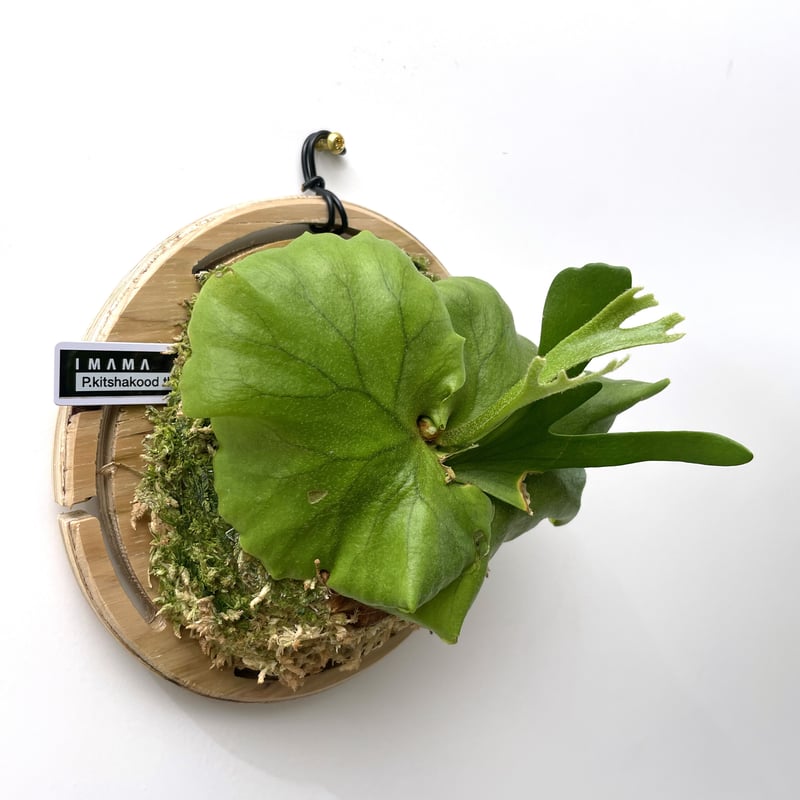 P. kitshakood thin leafビカクシダ - plantix-eg.com
