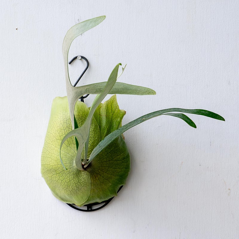 2025.11/12〜】板付ビカクシダ P. ziesenhenne（pup） | IMAMA