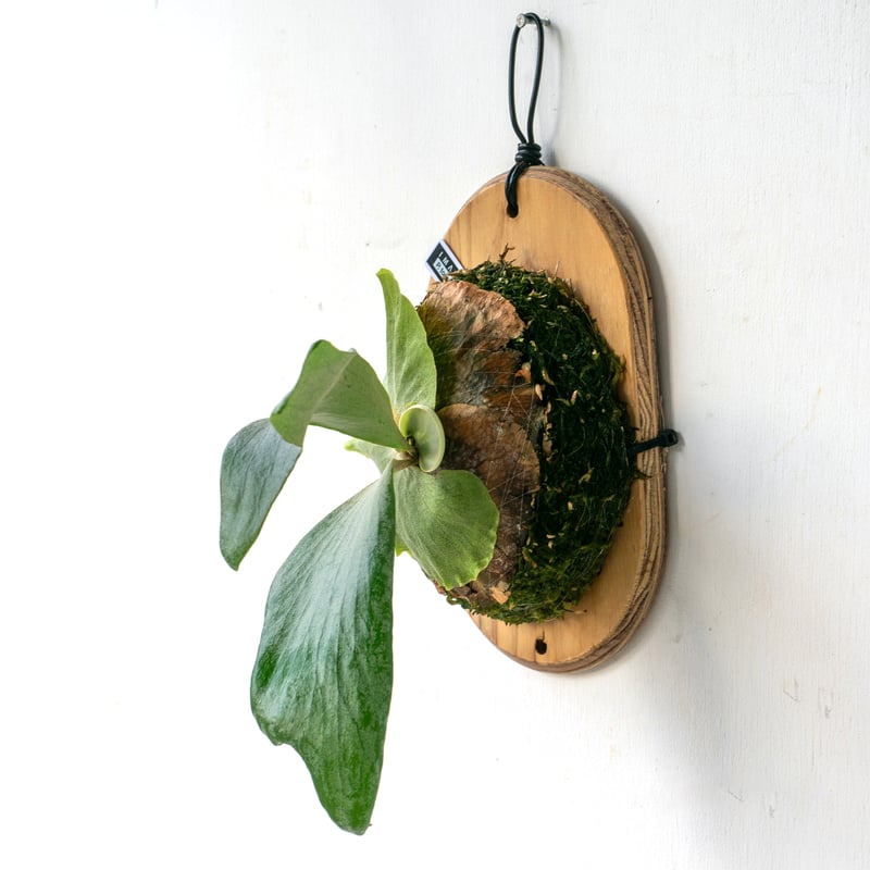 2025.8/2〜】板付ビカクシダ P. Tornado | IMAMA