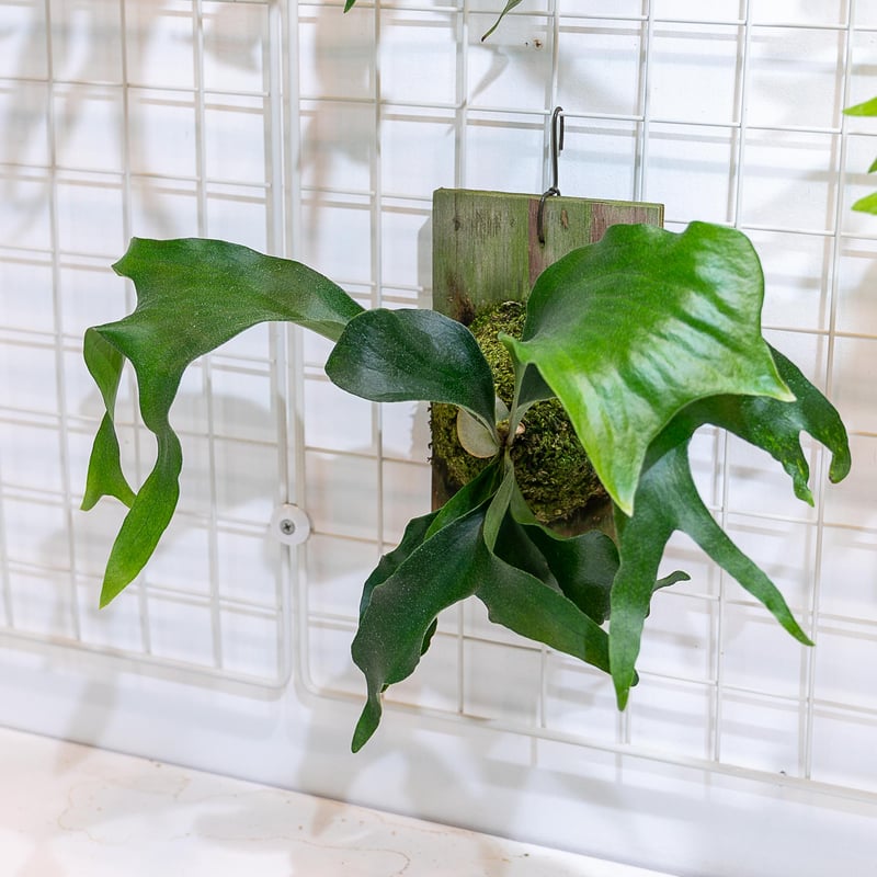 ビカクシダ トライデント P. Trident 親株 2025.7/6〜】板付ビカクシダ